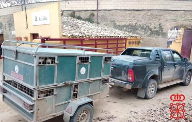 Denunciado en Olite un cazador con 23 perros en un remolque, 13 sin regularizar