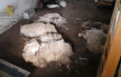 Imputado en Alsasua por ocupar una granja y tener animales en mal estado