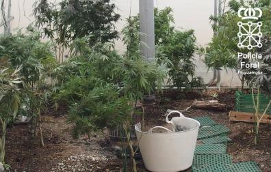 Detenido un vecino de Fustiñana por cultivar marihuana en un domicilio