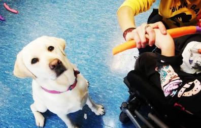 Uno de los perros de la asociación Biak Bat que participan en la terapia.