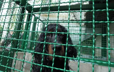 El abandono de mascotas en Pamplona, una realidad durante todo el año