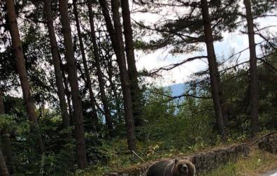 El 'oso de Garde' que nadie reconoce