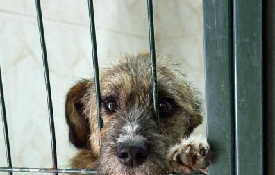 En España se abandonan 150.000 animales al año