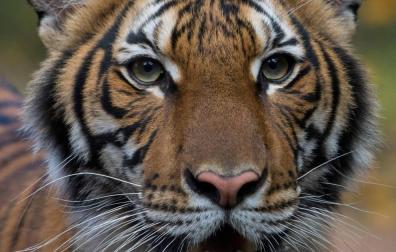 Un tigre en el zoológico del Bronx de Nueva York da positivo por coronavirus