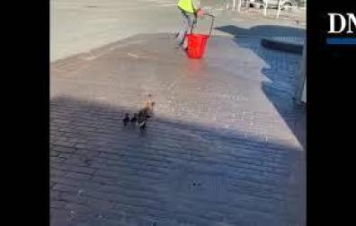 Rescate de unos patitos en la gasolinera de Pío XII