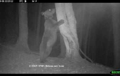 Imagen nocturna de la osa 'Sorita', obtenida en suelo francés.
