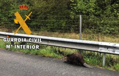 Agentes de la Guardia Civil "escoltan" a un castor para que salga de la AP15 en Latasa