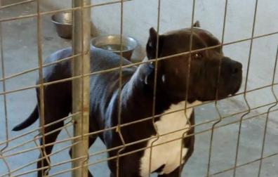 Investigado en Etxarri-Aranatz al morder su pitbull a otro perro durante un paseo