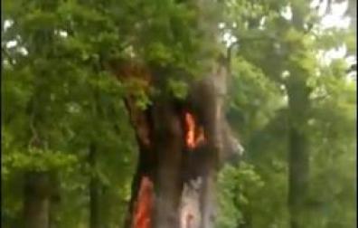 Un rayo provoca el incendió de un árbol en Alsasua