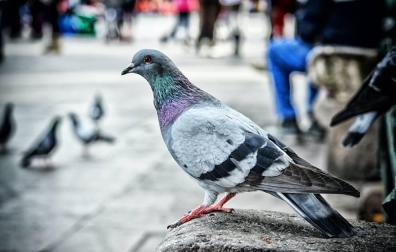 La mejor forma de limpiar los excrementos de pájaro del coche