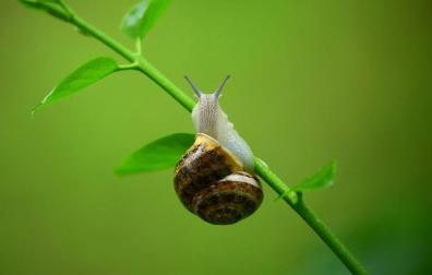 ¿Por qué la lluvia atrae a los caracoles?