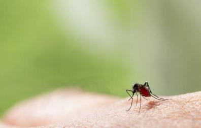 Cómo construir trampas contra los mosquitos