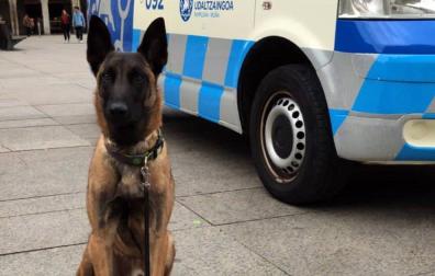 Tyrion, el nuevo perro que ayudará a la Policía Municipal de Pamplona.