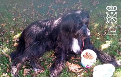 Investigado en Aoiz por abandonar el perro que adquirió para sobrellevar mejor el confinamiento