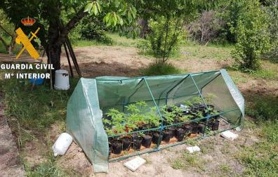 Detenido un joven por poner una plantación de marihuana en una finca de Legarda