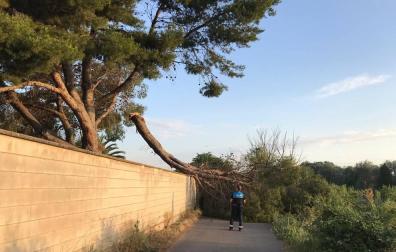 Retirada una rama que impedía el paso en el camino de la Mejana