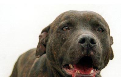 Un pitbull suelto ataca a una mujer y mata a su perro en Mutilva