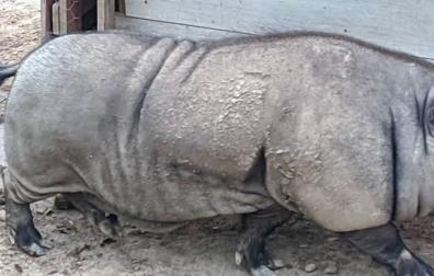 Denunciado en Andosilla por intentar comercializar un cerdo vietnamita