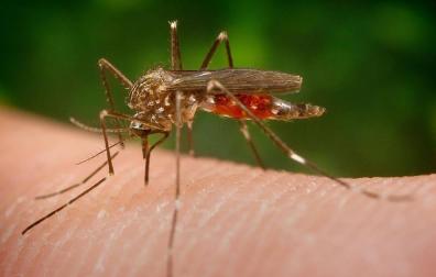 Detectado por primera vez en España un nuevo mosquito invasor de origen asiático