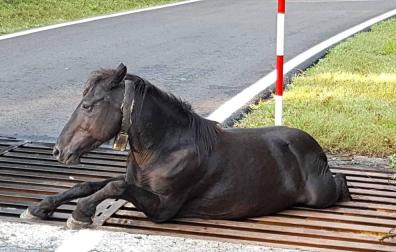 Tras el rescate, el animal pudo caminar sin problemas a pesar de las heridas