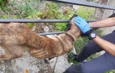 Investigado en Funes por maltratar a una perra
