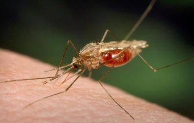 Asfixiar al mosquito: el uso pionero de drones contra la malaria
