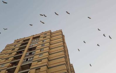 Decenas de cigüeñas protagonizan una inusual imagen en Barañáin