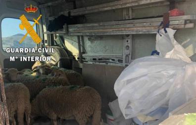 Sancionado por transportar 8 corderos vivos en el interior de una furgoneta