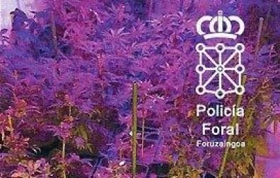 Detenido un vecino de Burlada por tener una plantación de marihuana en su piso