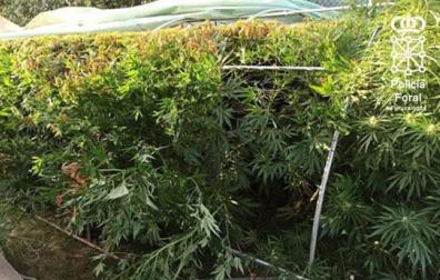 Detenido en Marcilla por un delito de cultivo de marihuana