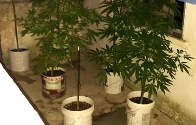 Las plantas de marihuana localizadas por la Policía Municipal de Pamplona en Echavacoiz.