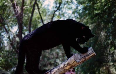 Alertan de la presencia de una pantera negra en un pueblo de Granada