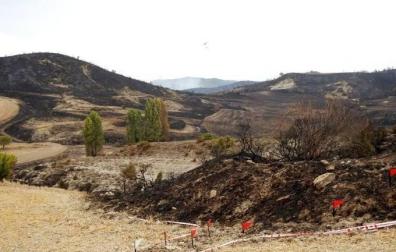 Efectivos de bomberos de Estella, Tafalla, Peralta, Cordovilla y Sangüesa, además de medios aéreos, están trabajando en un aparatoso incendio que se ha registrado la tarde de este jueves en un pinar de Javerri,