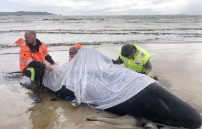 Otras 200 ballenas piloto permanecen varadas en Tasmania