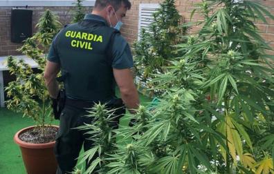 Intervenidas cinco plantas de marihuana en un domicilio en Zizur Mayor