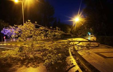El viento derriba un árbol en la calle Tajonar, junto a la UPNA