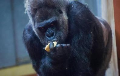 Un gorila de 200 kilos hiere en su jaula a una cuidadora del Zoo de Madrid