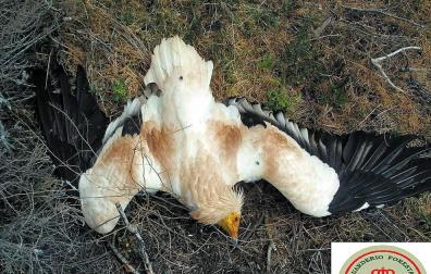 Dictada sentencia por envenenamiento de 138 aves en Tudela y Cintruénigo en 2012