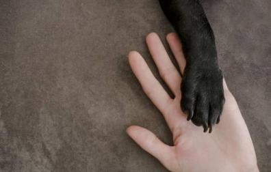 Imagen detalle de un perro 'dándole' la pata a su dueño