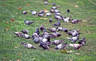 Pamplona apuesta por controlar las palomas sin sacrificarlas