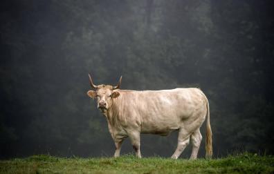 Una vaca pirenaica de una tonelada para el Concurso de ganado selecto de Elizondo