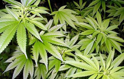 EE UU empieza a mirar con mejores ojos a la marihuana