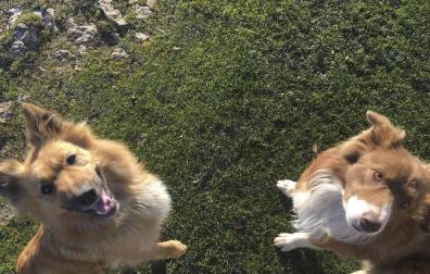 Dos perros pastores, Miru y Gorri, robados de Urbasa