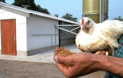 El bienestar de las gallinas deja a Espa&ntilde;a sin huevos