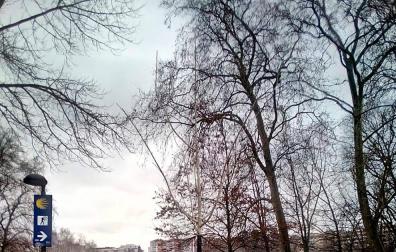 Un ginkgo biloba sustituye al ejemplar de álamo blanco que cayó en la Vuelta del Castillo