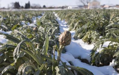 Productores de Alcachofa de Tudela temen no poder recoger hasta marzo