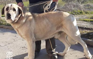 Investigado el dueño de un perro que causó heridas graves a una mujer en Mendavia