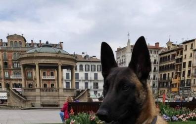 Klaus, el perro policía de la Unidad Canina de Policía Foral que fue agredido por marcar a una persona como portador de droga