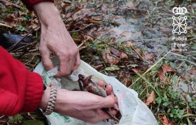 Dos investigados por capturar furtivamente 52 ranas bermejas en una zona de especial conservación