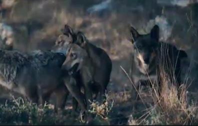 España se encamina a prohibir la caza del lobo ibérico